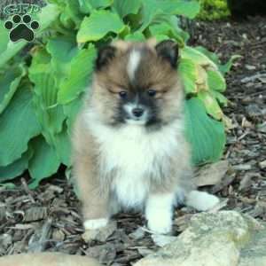 Fetch, Pomeranian Puppy