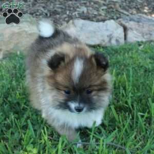 Fetch, Pomeranian Puppy