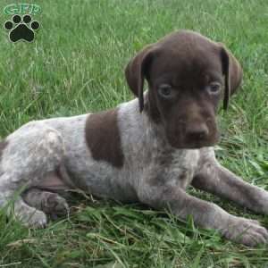 Fianna, German Shorthaired Pointer Puppy