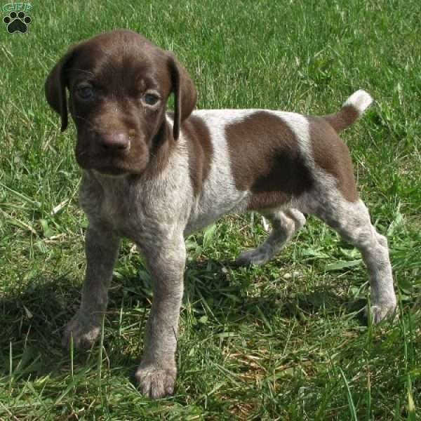 Fianna, German Shorthaired Pointer Puppy