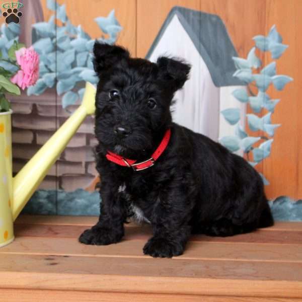 Finn, Scottish Terrier Puppy