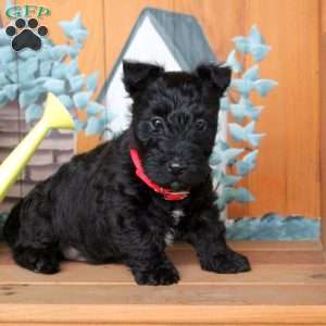 Finn, Scottish Terrier Puppy