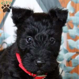 Finn, Scottish Terrier Puppy