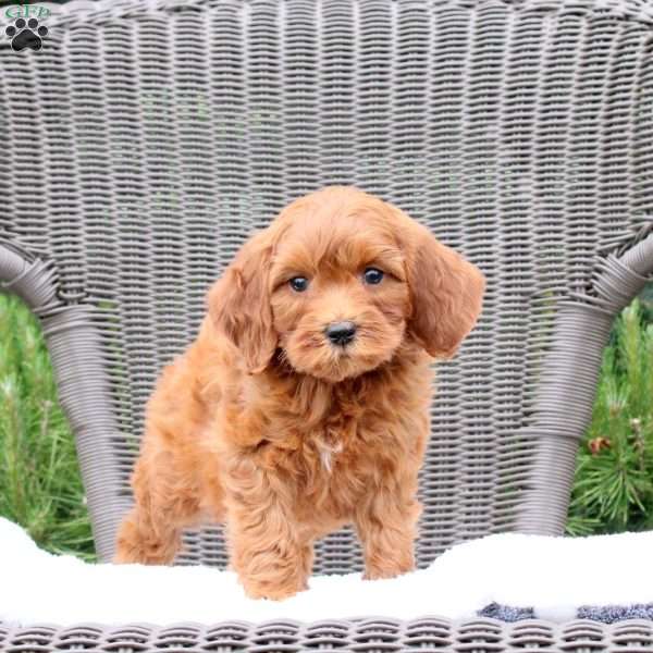 Finnick, Mini Goldendoodle Puppy