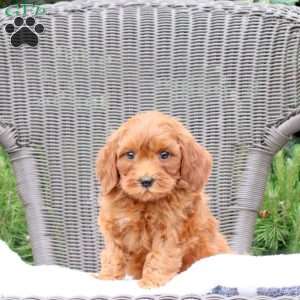Finnick, Mini Goldendoodle Puppy