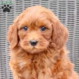 Finnick, Mini Goldendoodle Puppy