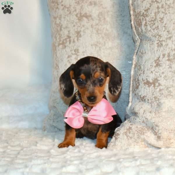 Fiona, Dachshund Puppy