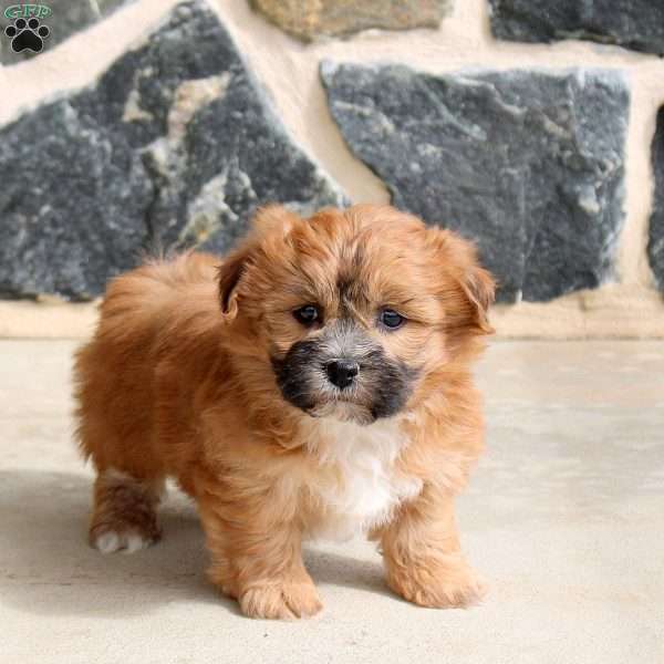 Fiona, Teddy Bear Puppy