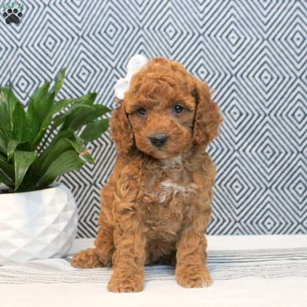 Fiona, Cockapoo Puppy