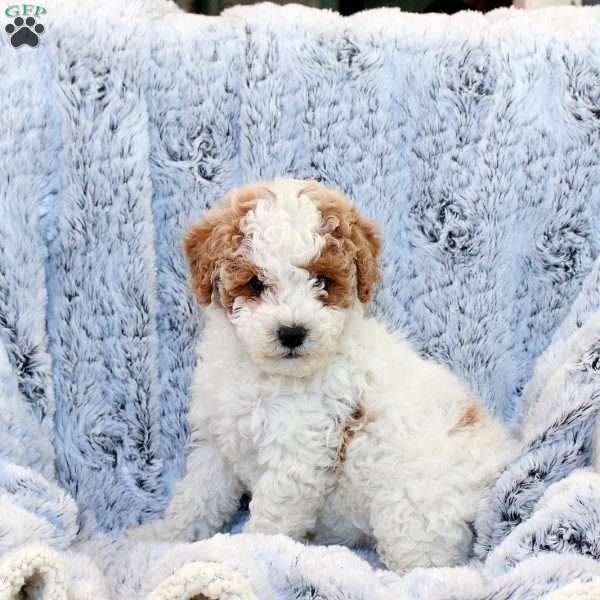 Fiona, Miniature Poodle Mix Puppy