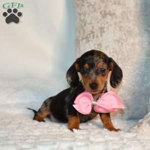 Fiona, Dachshund Puppy