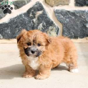Fiona, Teddy Bear Puppy