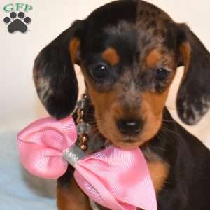 Fiona, Dachshund Puppy