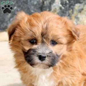 Fiona, Teddy Bear Puppy