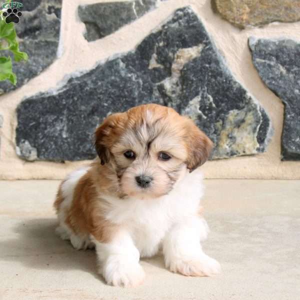 Fletcher, Teddy Bear Puppy