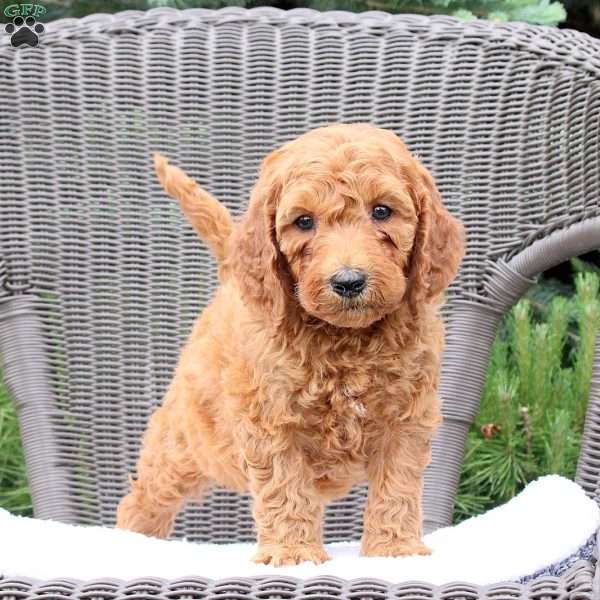 Fletcher, Mini Goldendoodle Puppy
