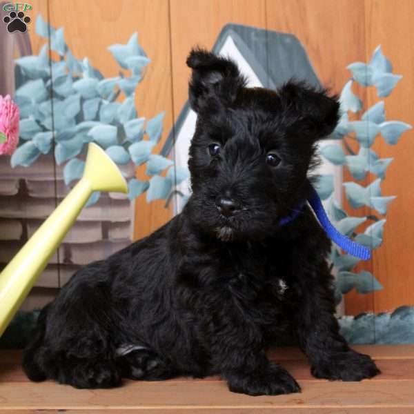 Fletcher, Scottish Terrier Puppy