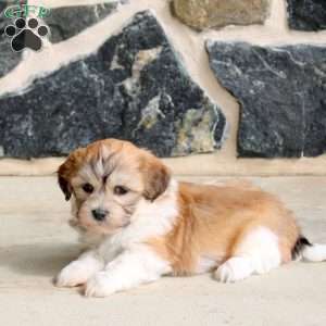 Fletcher, Teddy Bear Puppy