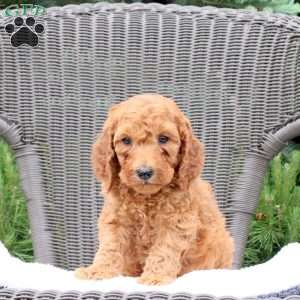 Fletcher, Mini Goldendoodle Puppy