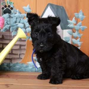 Fletcher, Scottish Terrier Puppy
