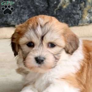 Fletcher, Teddy Bear Puppy