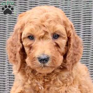 Fletcher, Mini Goldendoodle Puppy