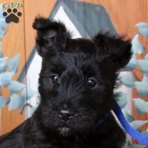 Fletcher, Scottish Terrier Puppy