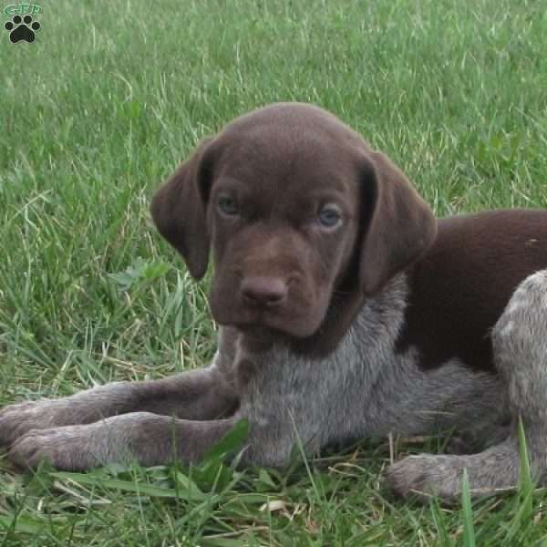 Fletcher, German Shorthaired Pointer Puppy
