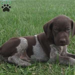 Fletcher, German Shorthaired Pointer Puppy