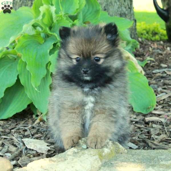 Flip, Pomeranian Puppy