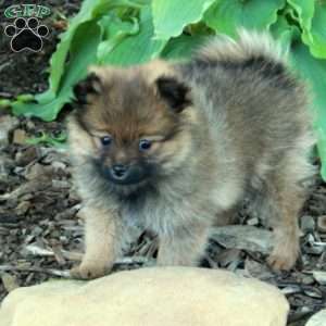 Flip, Pomeranian Puppy
