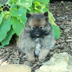 Flip, Pomeranian Puppy