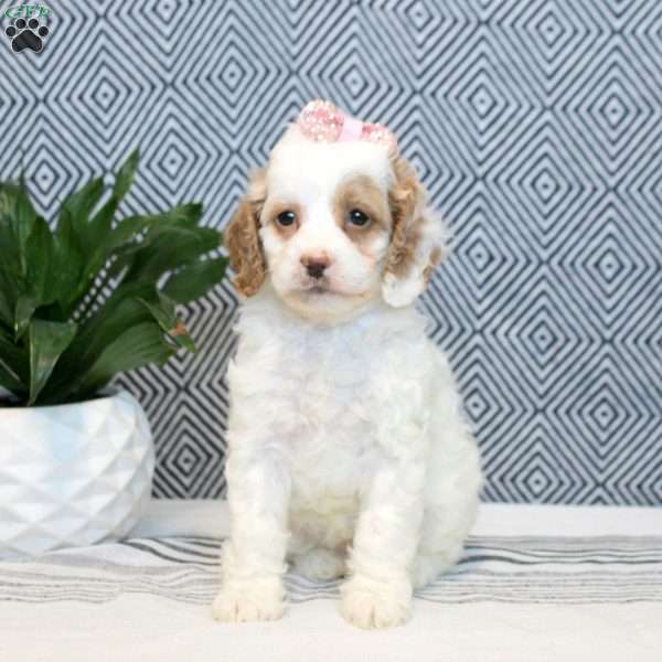 Flora, Cockapoo Puppy