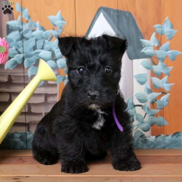 Flora, Scottish Terrier Puppy