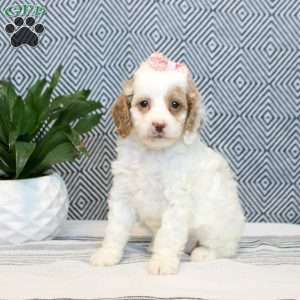 Flora, Cockapoo Puppy