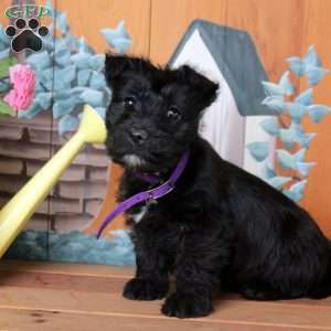 Flora, Scottish Terrier Puppy