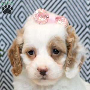 Flora, Cockapoo Puppy