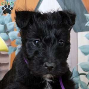 Flora, Scottish Terrier Puppy