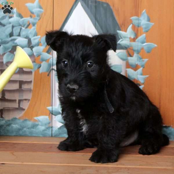 Flynn, Scottish Terrier Puppy