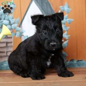 Flynn, Scottish Terrier Puppy