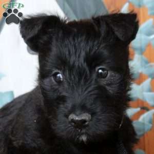 Flynn, Scottish Terrier Puppy