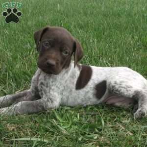 Forest, German Shorthaired Pointer Puppy