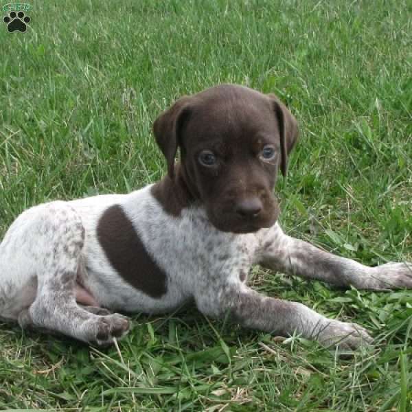 Forest, German Shorthaired Pointer Puppy