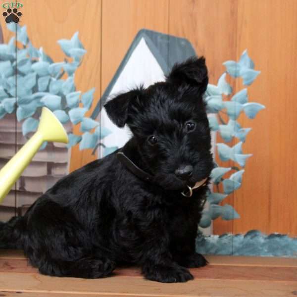Forrest, Scottish Terrier Puppy