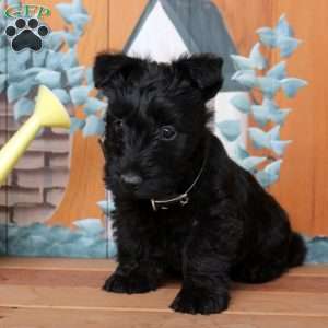 Forrest, Scottish Terrier Puppy