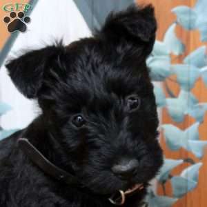 Forrest, Scottish Terrier Puppy