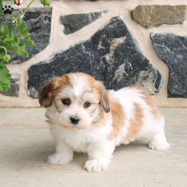 Foster, Teddy Bear Puppy