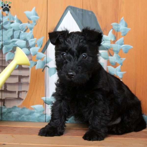 Foster, Scottish Terrier Puppy