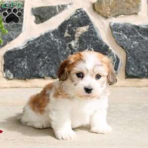 Foster, Teddy Bear Puppy