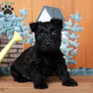Foster, Scottish Terrier Puppy